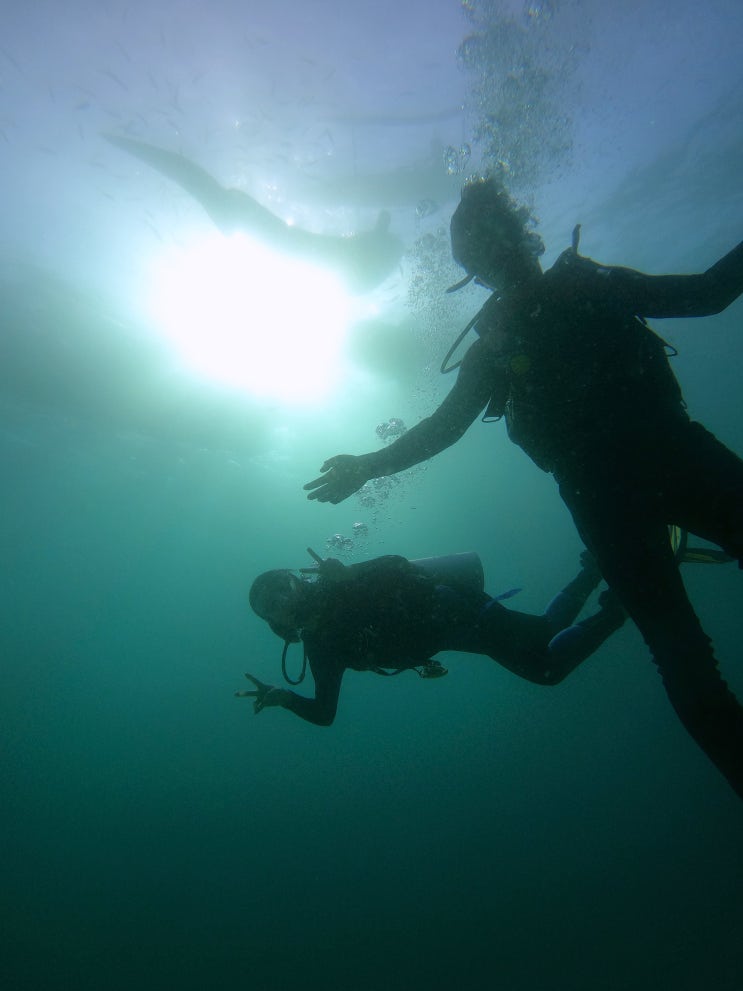 세부 자유여행 #4 스쿠버다이빙으로 고래상어 보기