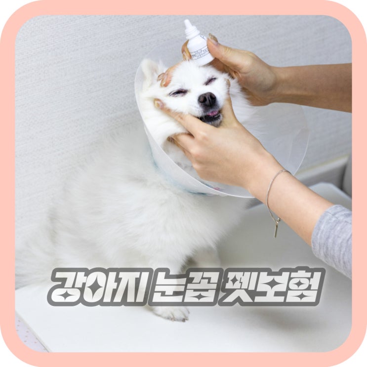  새끼 강아지 눈꼽 관리 메리츠 펫보험 펫퍼민트로