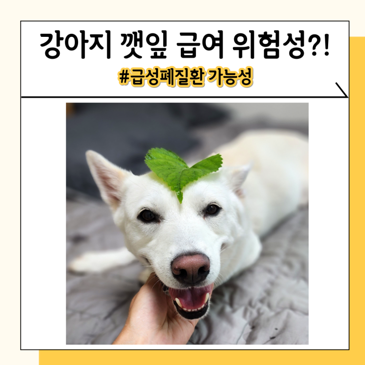 강아지 깻잎 급여하지 마세요 상추와는 다른 채소 강아지 깻잎 급여하지 마세요 상추와는 다른 채소