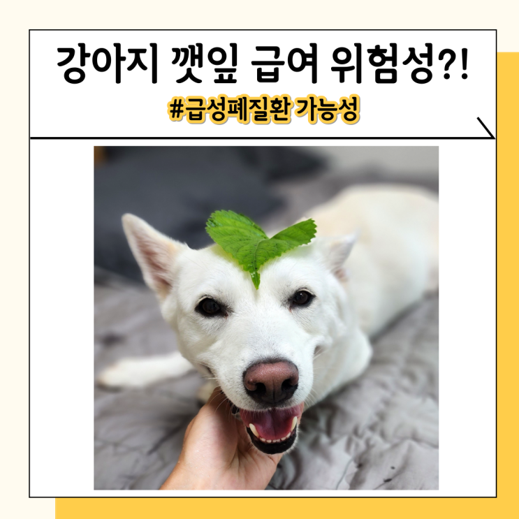 강아지 깻잎 급여하지 마세요 상추와는 다른 채소