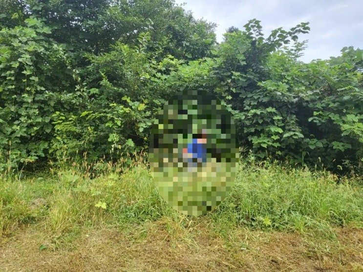  2023년 경북 김천시 구성면 용호리 산소 4기 벌초 고인돌장묘개발장의사 선산 구미 황간 영동 성주 상주 문경 칠곡