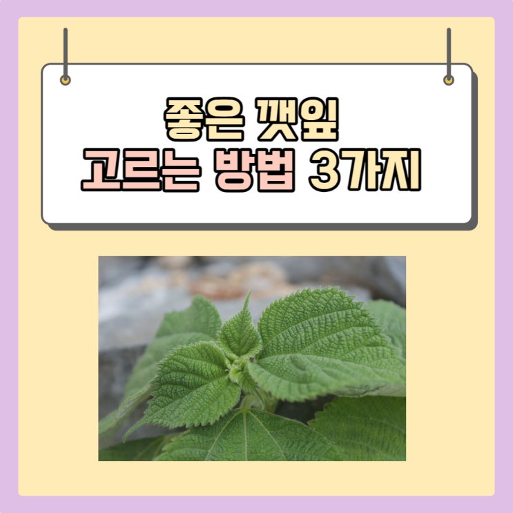  좋은 깻잎 고르는 방법 및 깻잎 보관법 알아보기