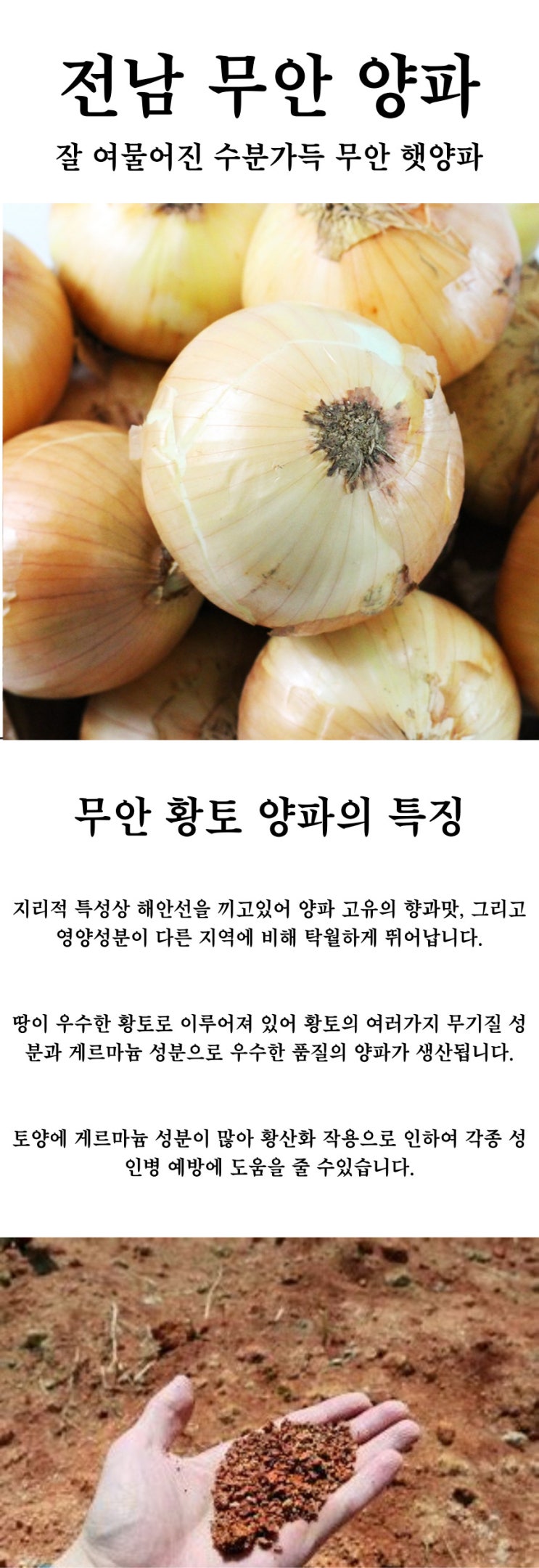  무안양파 3kg 5kg 자색양파 햇양파 양파 전남 10kg