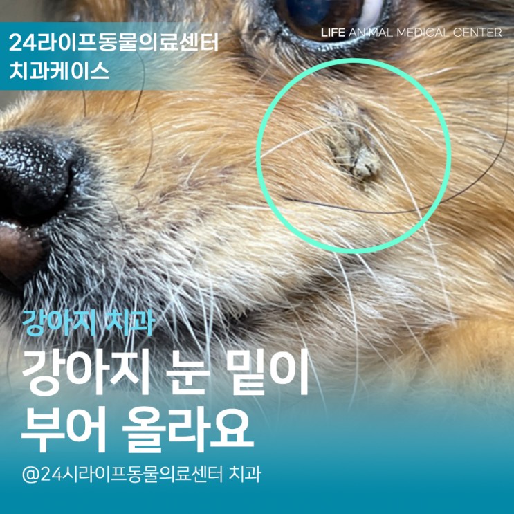 대구치과동물병원 : 노견 강아지 치첨농양 강아지 눈밑부음 증상