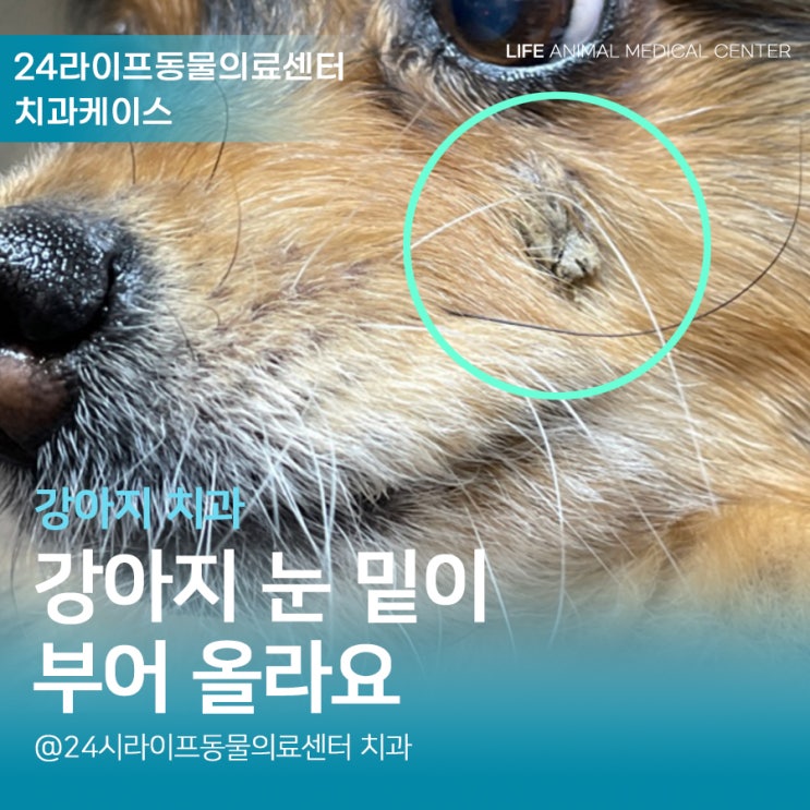 대구치과동물병원 : 노견 강아지 치첨농양 강아지 눈밑부음 증상 대구치과동물병원 : 노견 강아지 치첨농양 강아지 눈밑부음 증상