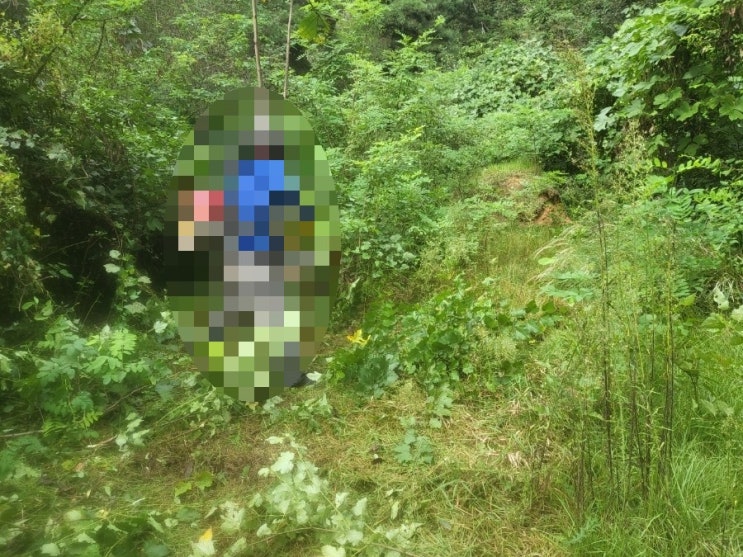  2023년 김천 봉산면 태화리산 산소 3기 벌초 고인돌장묘개발장의사 #김천벌초 #선산벌초 #구미벌초 #황간벌초 #영동벌초 #성주벌초 #상주벌초 #문경벌초