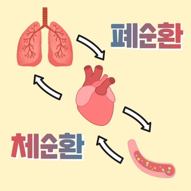 [심혈관계 간호] 폐순환과 체순환, 심장 펌프 등 의학용어 정리