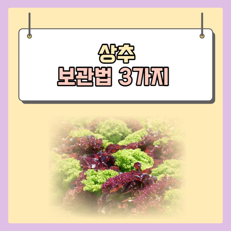  좋은 상추 고르는 방법 및 보관법 3가지 살펴보기