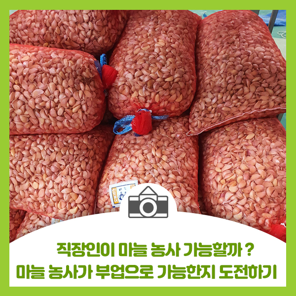  직장인이 마늘농사 가능할까? 부업으로 마늘농사 가능한지 도전해보기