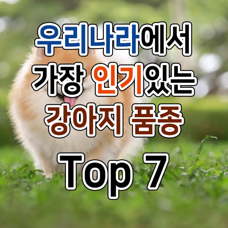 우리나라에서 가장 인기있는 강아지 품종  Top 7