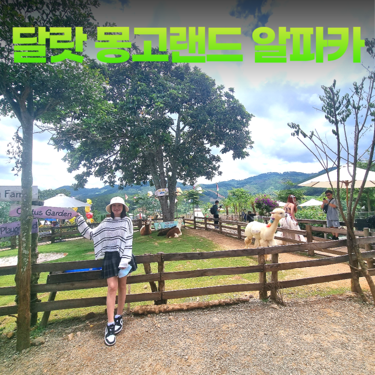 달랏 몽고랜드 알파카 농장 새로운 힐링 플레이스 달랏 몽고랜드 알파카 농장 새로운 힐링 플레이스