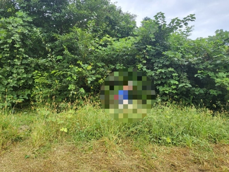  2023년 경북 김천시 구성면 용호리 산소 4기 벌초 고인돌장의사 선산 구미 황간 영동 성주 상주 문경 칠곡