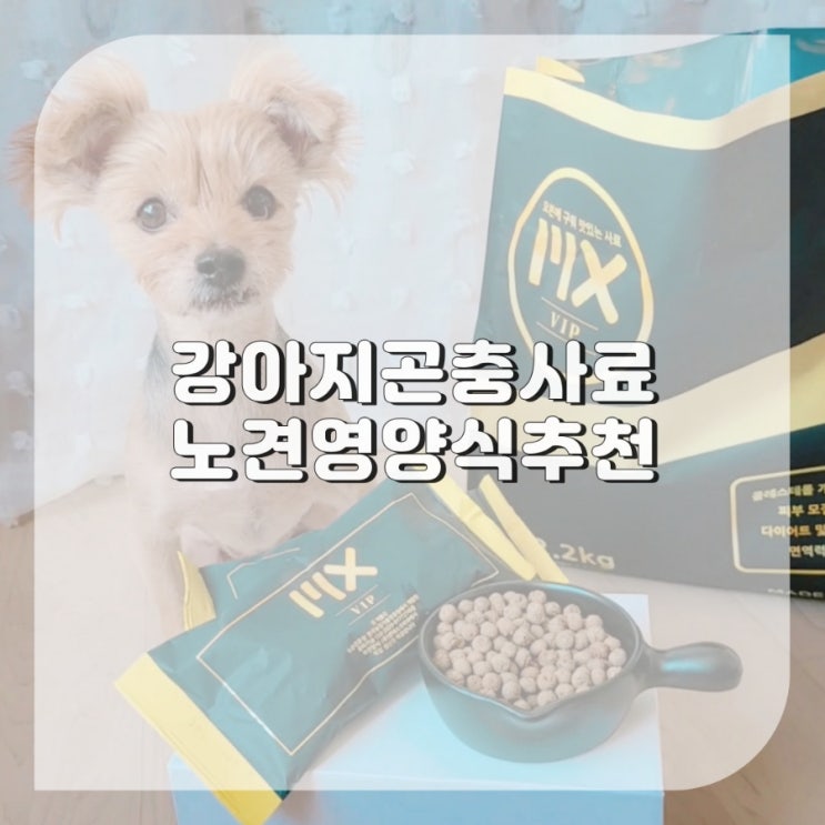  노견 영양식 애견 보양식 추천 강아지 곤충사료