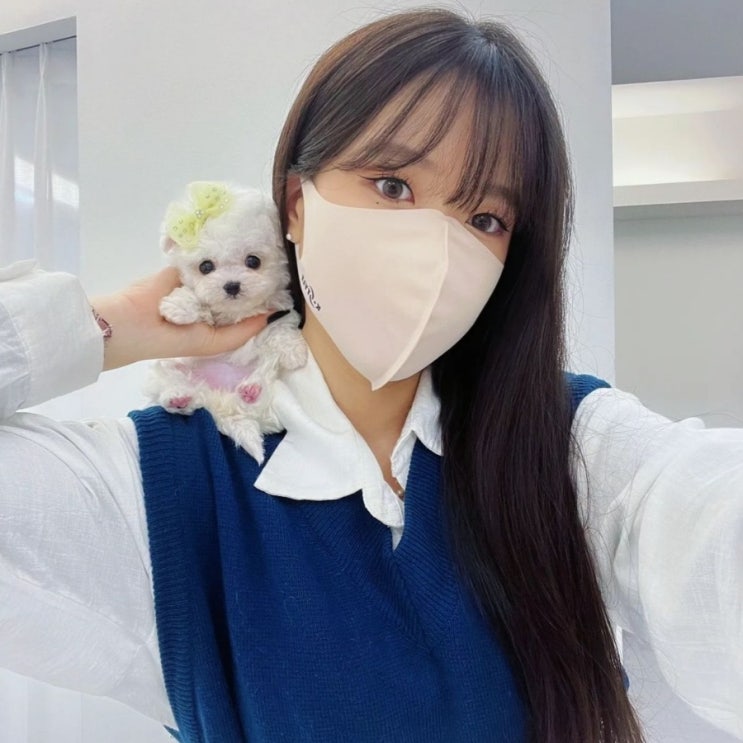  비숑 분양가 일반 미니 테디 차이는?