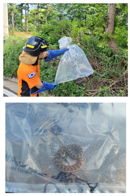뱀 물림 사고 60대 가장 많아...특히 60대 이상 여성 환자 큰 폭 증가 뱀 물림 사고 60대 가장 많아...특히 60대 이상 여성 환자 큰 폭 증가