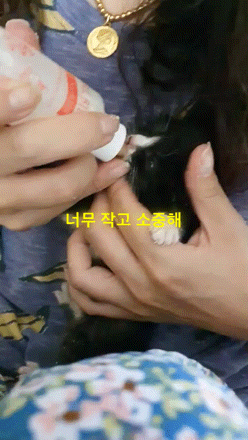  새끼고양이 구조 버림받은 상처가 아물고 건강하게 자라기를 응원해 주세요