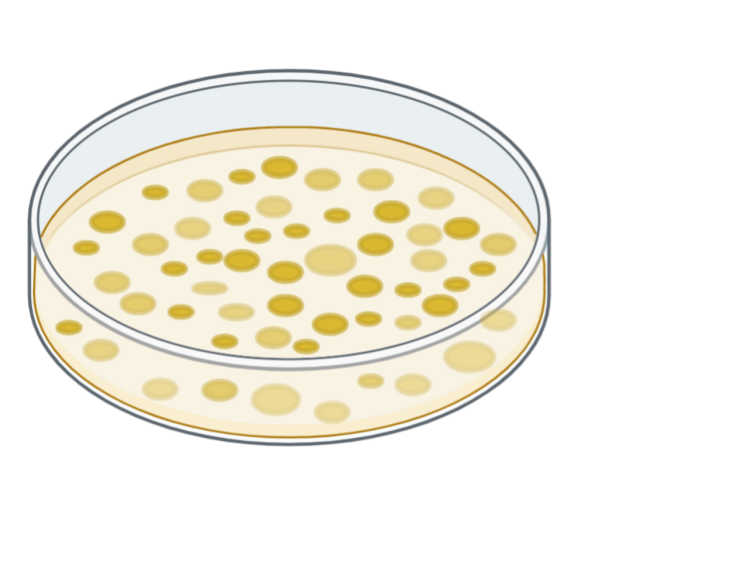 Mycoplasma Contamination in Cell Culture - Part II : 마이코플라즈마 검출 방법