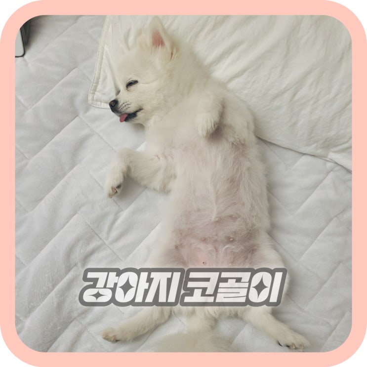  강아지 코골이 원인 고치는법