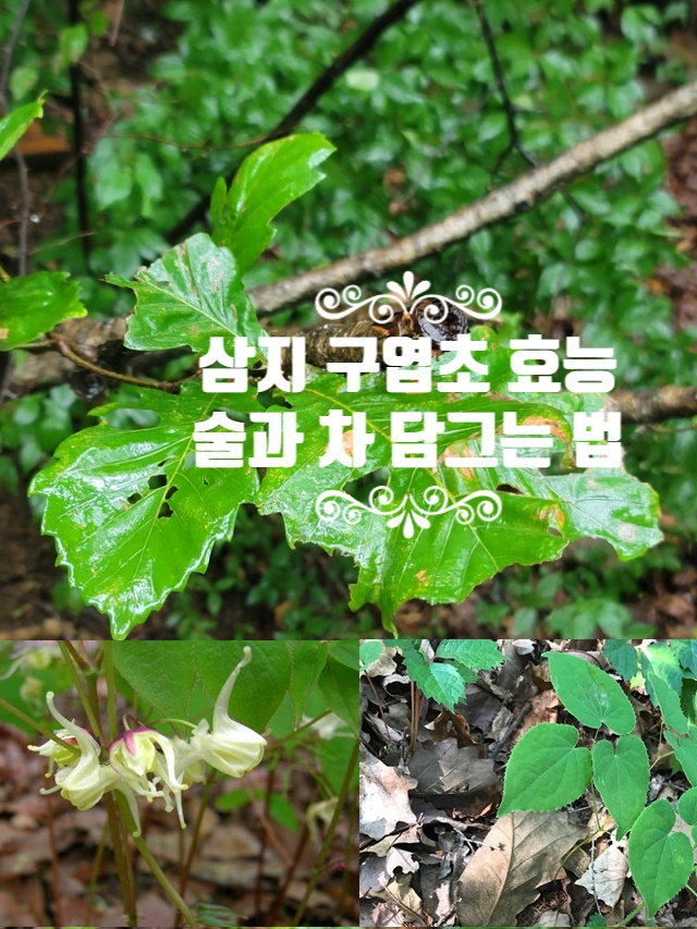  삼지구엽초 음양곽 효능, 차, 술 담그는 법