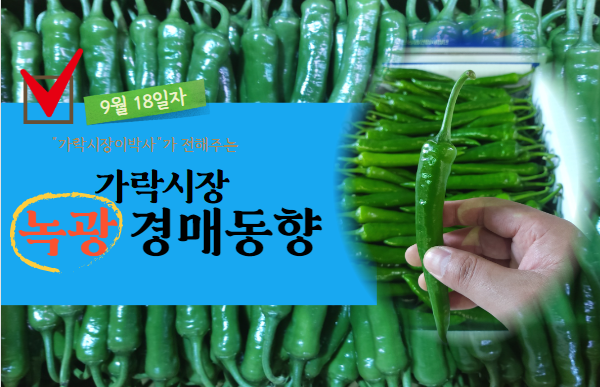  [경매사 일일보고] 9월 18일자 가락시장 녹광 경매동향을 살펴보겠습니다!