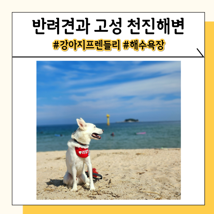 강원도 천진해수욕장 애견 친화적인 산책 코스 강원도 천진해수욕장 애견 친화적인 산책 코스