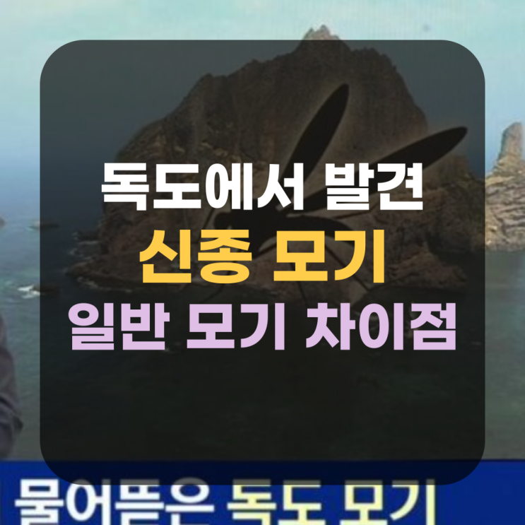  독도 모기 독도경비대 괴롭히는 신종 모기 등장 차이점