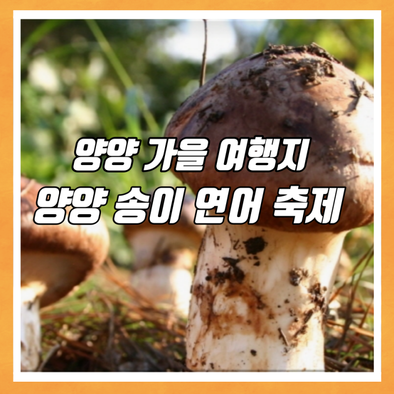 양양 송이버섯 축제 아이와 함께 강원도 여행