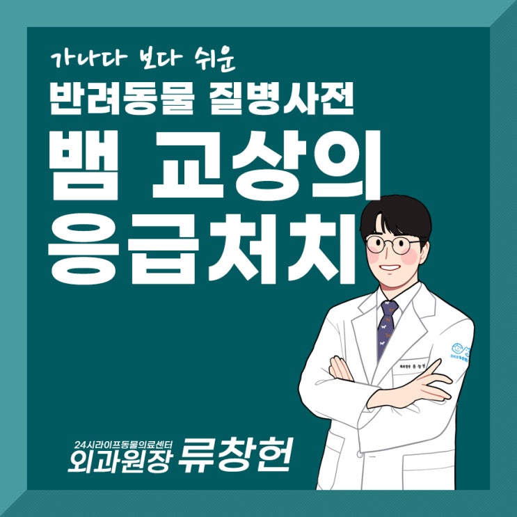 대구24시동물병원 : 강아지 독사뱀물림 사고 독사응급처치 이렇게 해보세요 강아지 뱀교상