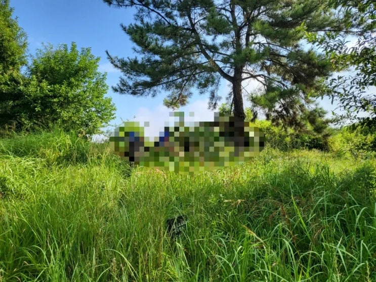  2023년 경북 성주군 벽진면 가암리 산소 3기 비석 2기 벌초 고인돌장의사 김천 선산 구미 황간 영동 성주 상주 문경 칠곡