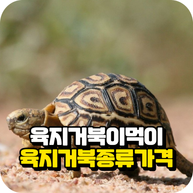 육지거북이 키우기와 먹이, 육지거북 종류와 가격 : 네이버 블로그