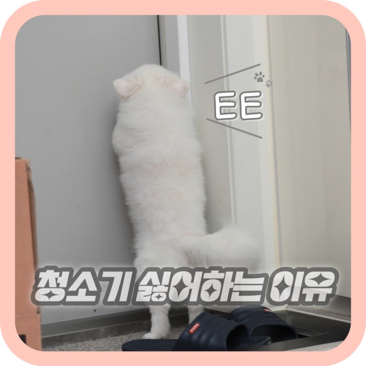  강아지 청소기 소리 싫어하는 이유와 해결방법