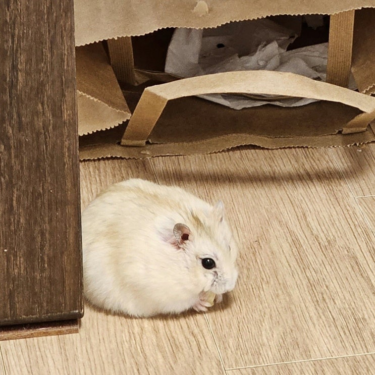  누렁이사진