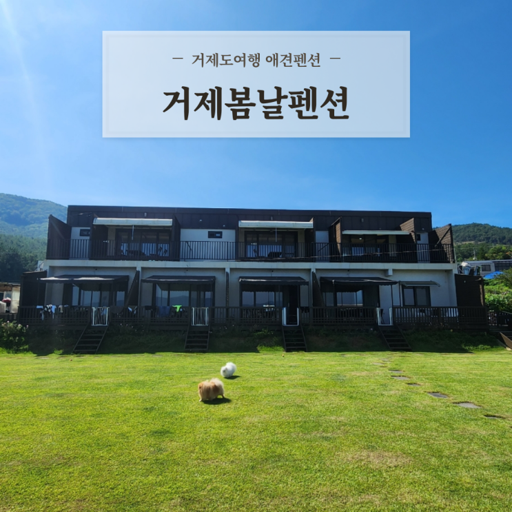  거제도 애견동반펜션 운동장 수영장 가성비 완벽한 거제봄날펜션 내돈내산 후기