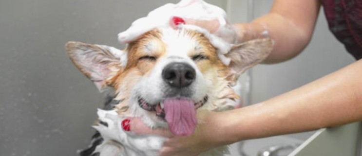 강아지목욕 시킬때, 사람용 샴푸를 써도 될까요?