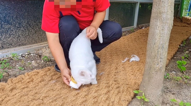  빗질을 너무 좋아해서 직접 빗에 비벼대는 고양이 : 유기묘옥수