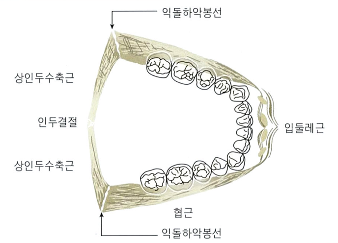  교정학 교과서에서 말하는 부정교합의 원인 - 환경 영향