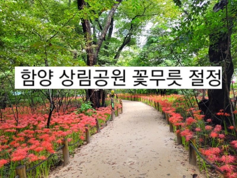 [함양 꽃무릇 명소] 함양 상림공원 꽃무릇 개화상황 지금 절정