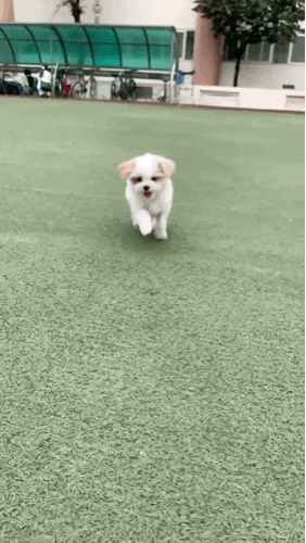 강아지 산책일기, 집 앞에서 뛰어노는? no! 귀 펄럭이며 날아다니는 호두