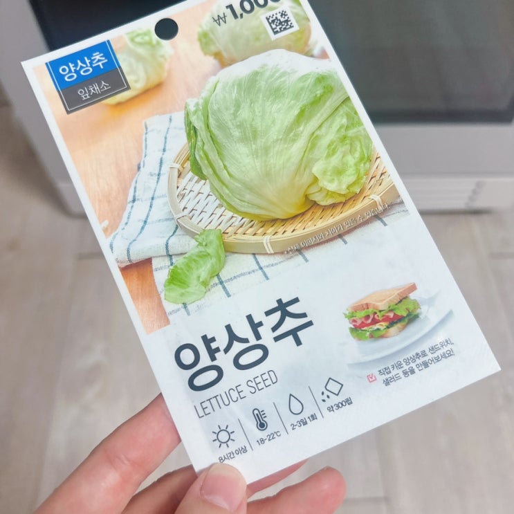  다이소 양상추 키우기: 수경재배 파종에서 30일까지