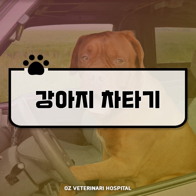 강아지 이동장과 여행 가방을 준비한 모습