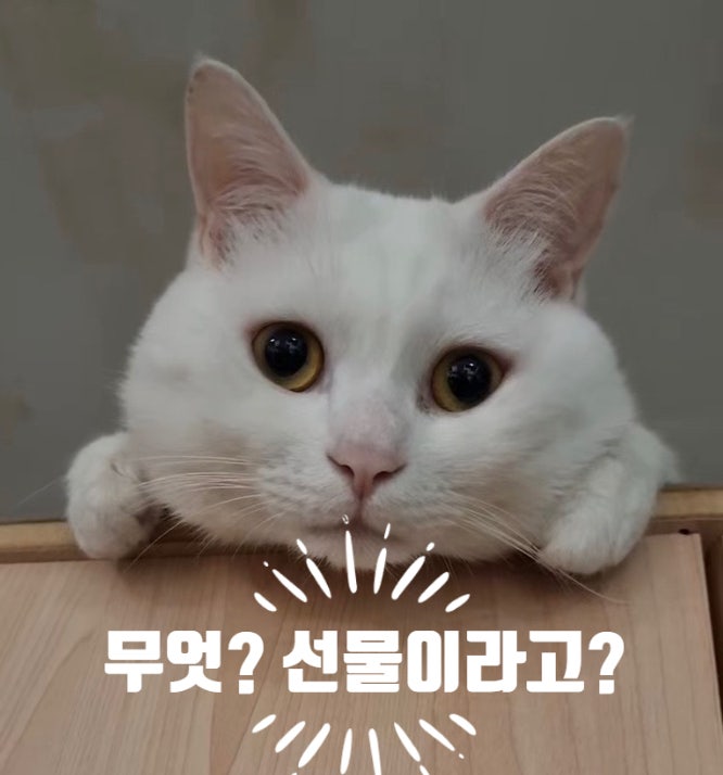  나만 쓰고 싶은 [파비스] 5 in 1 스마펫 더블액션 올인원 진공 미용기 PV-S23L