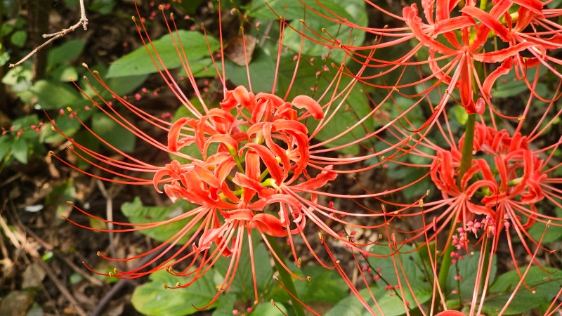 석산, 피안화, 꽃무릇, Lycoris radiata (L'Her.) Herb. : 네이버 블로그