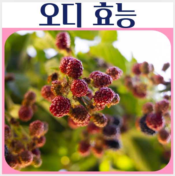  오디효능 부작용 섭취방법 먹는법