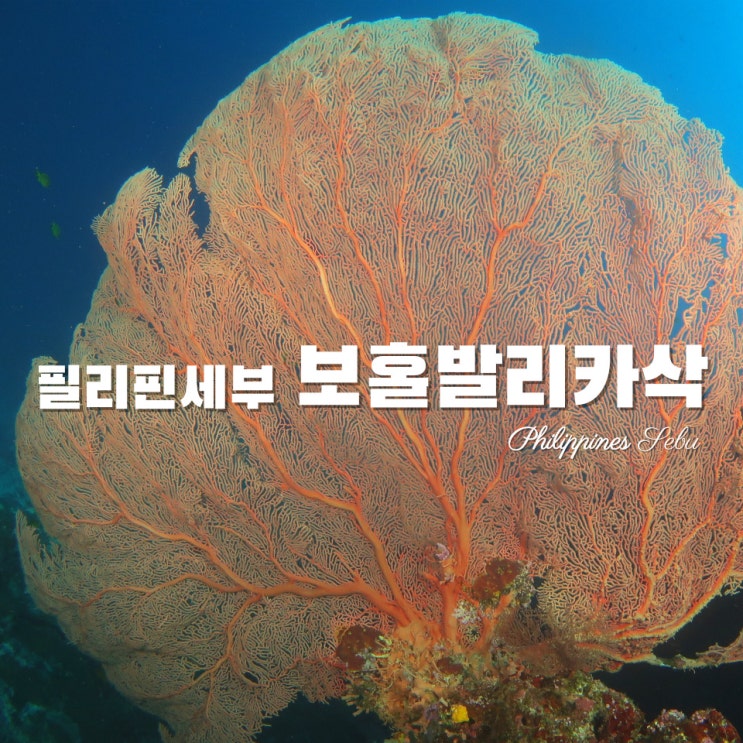  [필리핀여행·세부] 보홀 발리카삭 스쿠버다이빙 -경비·준비물·날씨·언어·페소환전·오션젯페리·오션홀릭·숙박