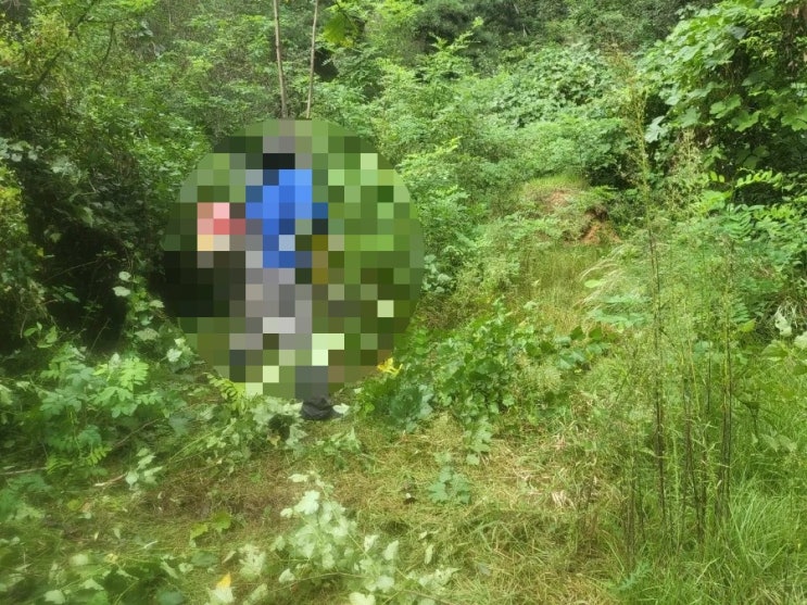  2023년 김천 봉산면 태화리산 산소 3기 벌초 고인돌장의사 #김천벌초 #선산벌초 #구미벌초 #황간벌초 #영동벌초 #성주벌초 #상주벌초 #문경벌초 #칠곡벌초 #벌초대행