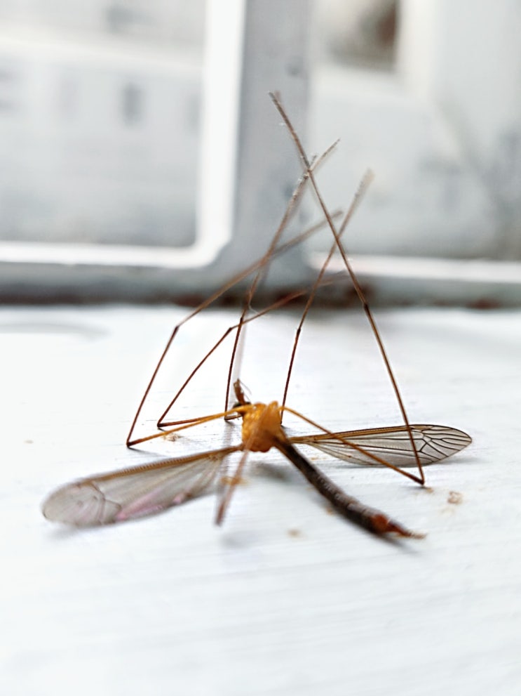  가을모기가 여름모기보다 무섭습니다. 미리 방역하세요.