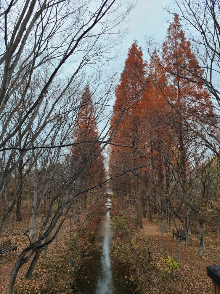  경주 여행 가볼만한곳 경북천년숲정원 외나무다리 인생샷 포토존 가을 비 오는 날 산책 갈만한곳 추천