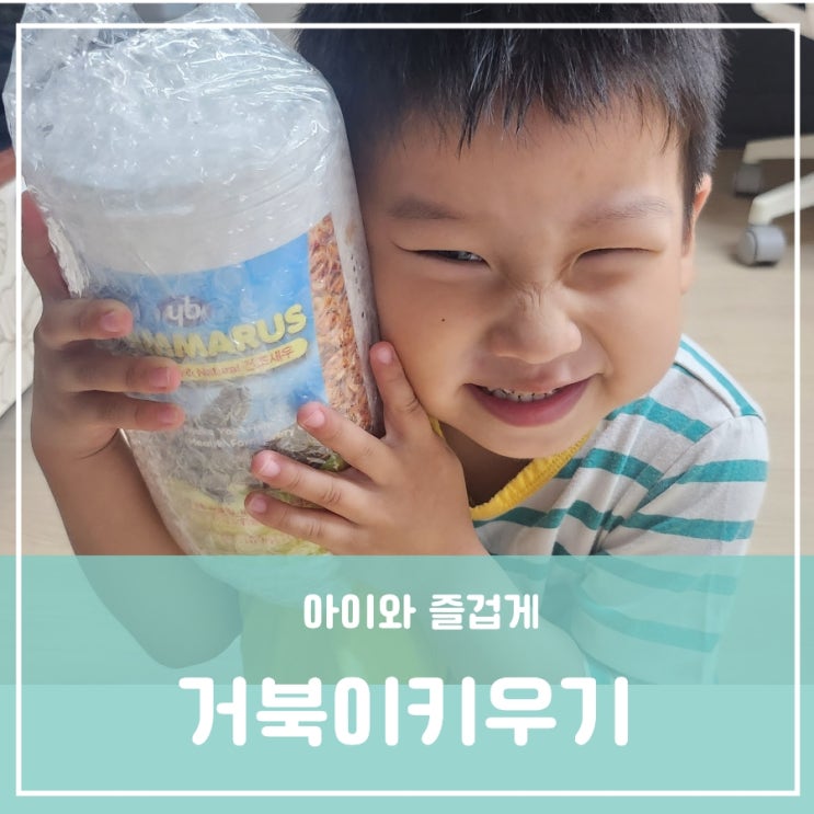 아이와 함께 취미생활 에그박사보고 키우기 시작한 육지 거북이키우기 거북이용품 사료먹이밥 횟수 급여양 아이와 함께 취미생활 에그박사보고 키우기 시작한 육지 거북이키우기 거북이용품 사료먹이밥 횟수 급여양
