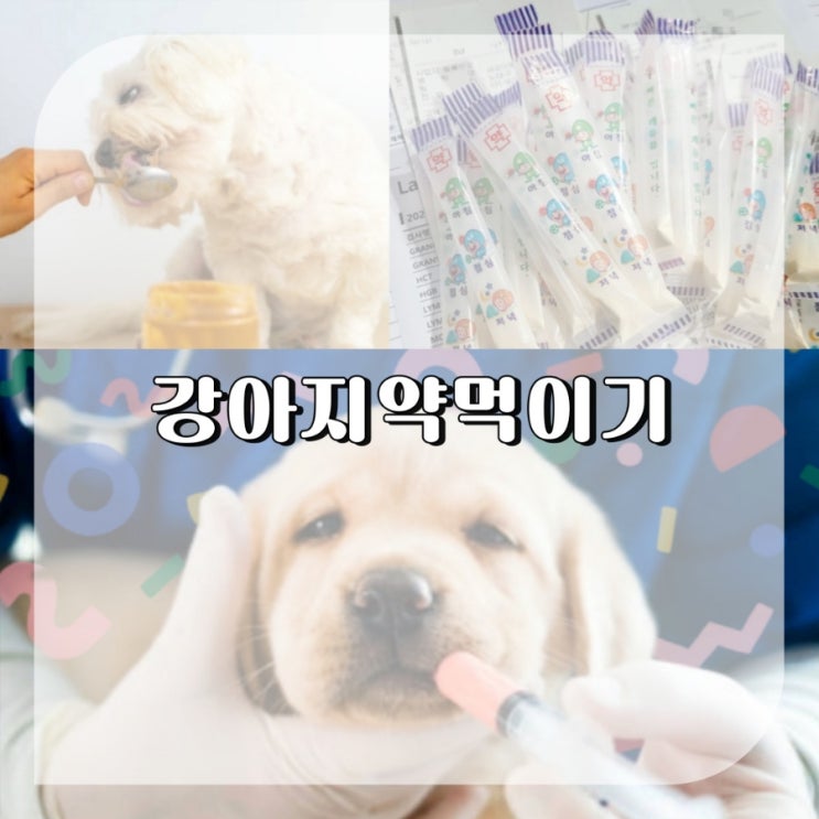  강아지 약먹이기 알약 물약 가루약 먹이는 법 고양이 약먹이기 30년차 꿀팁