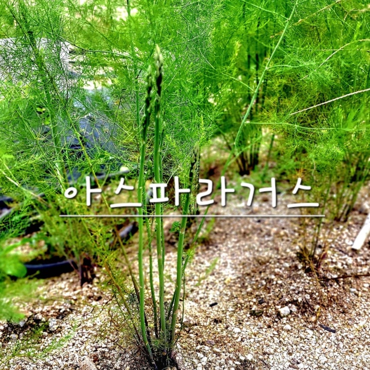  채소의 황제 아스파라거스의 영양성분과 효능